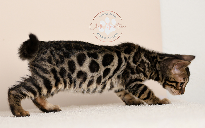 Bengal kitten for sale